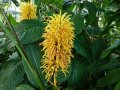 Acanthaceae du Brésil - Justicia aurea